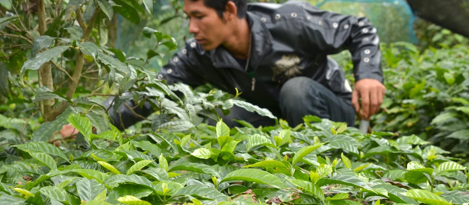 Kaffen fra Nord-Thailand — fra opium til arabica